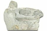 Fossil Crinoid (Histocrinus) - Indiana #326087-1